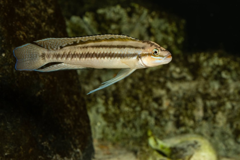 Telmatochromis bifrenatus 'Maswa'